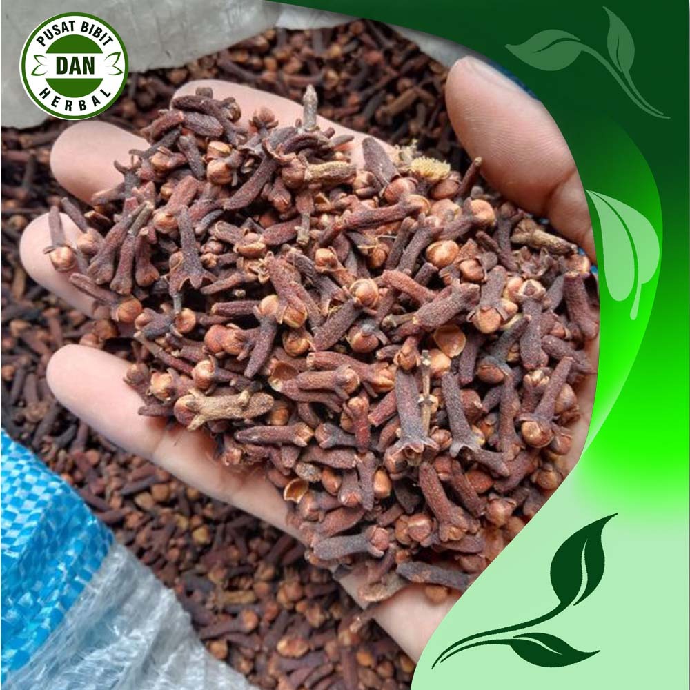 

cengkeh kering unggul 1kg rempah rempah terbaik