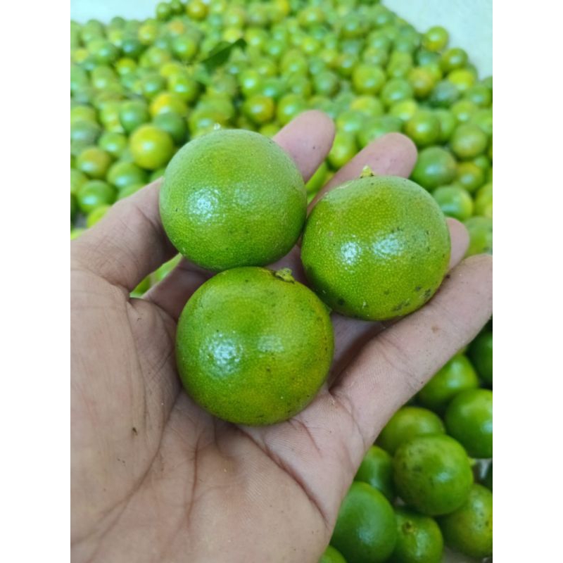 

1kg jeruk peras jeruk sonkit jeruk kasturi jeruk kunci jeruk lemoncina cuir