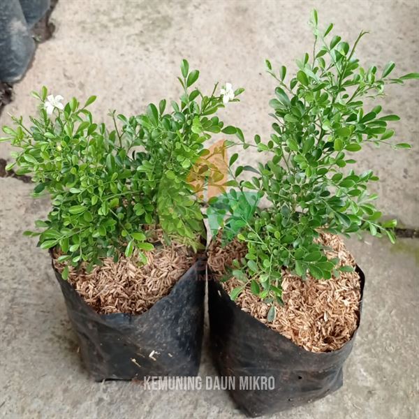 Bibit Tanaman Kemuning Daun Mikro Bahan Bonsai