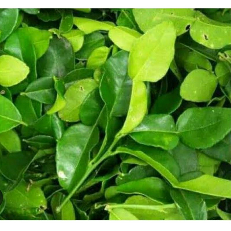 

DAUN JERUK PURUT SEGAR 100g