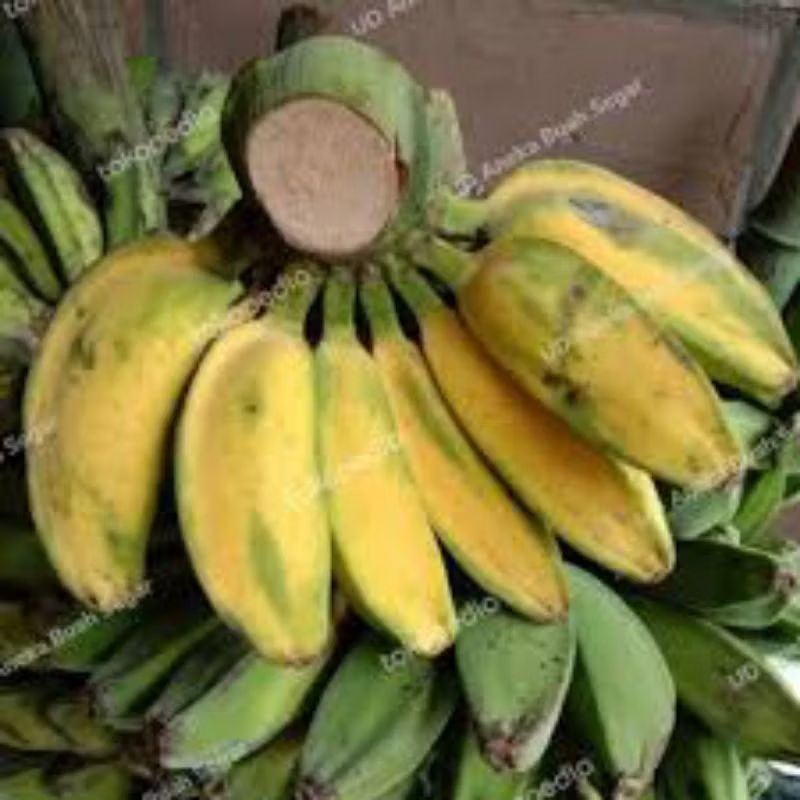 

Pisang gepok super 1 sisir