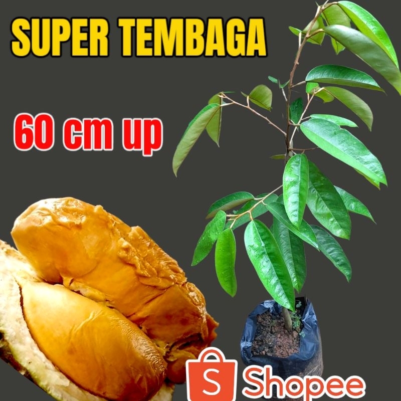 BIBIT DURIAN SUPER TEMBAGA PACKING KAYU FULL MEDIA