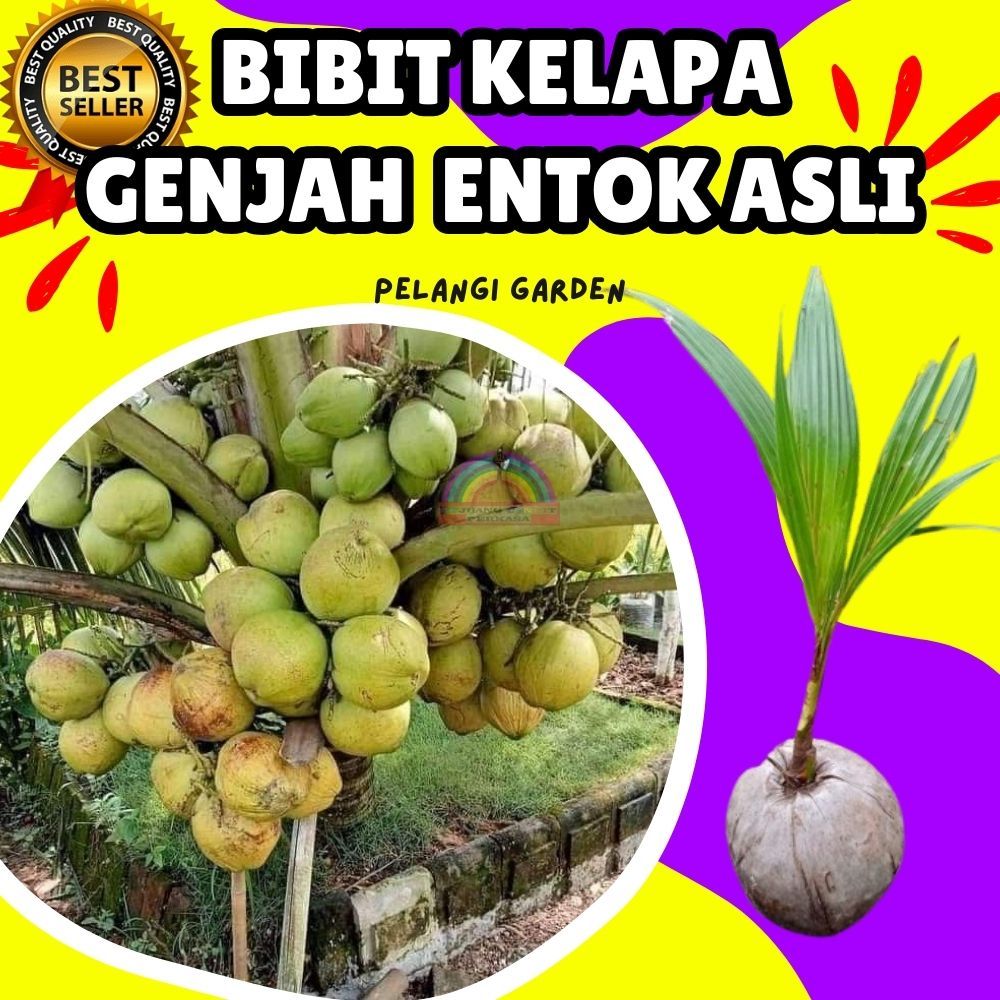 TERLARIS.. Bibit Kelapa Kembar