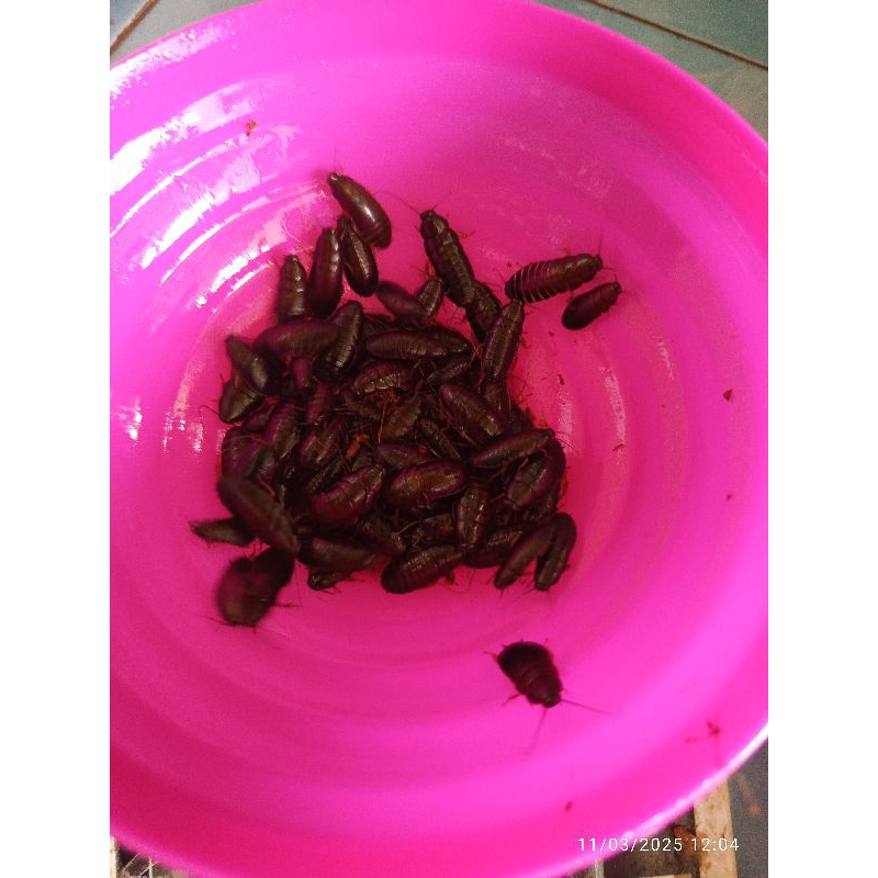 kecoa batu / ceremende/keterlak/umpan mancing Galatama bawal lele isi 100