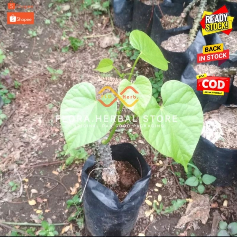 Bibit stek tanaman brotowali I bibit tanaman brotowali