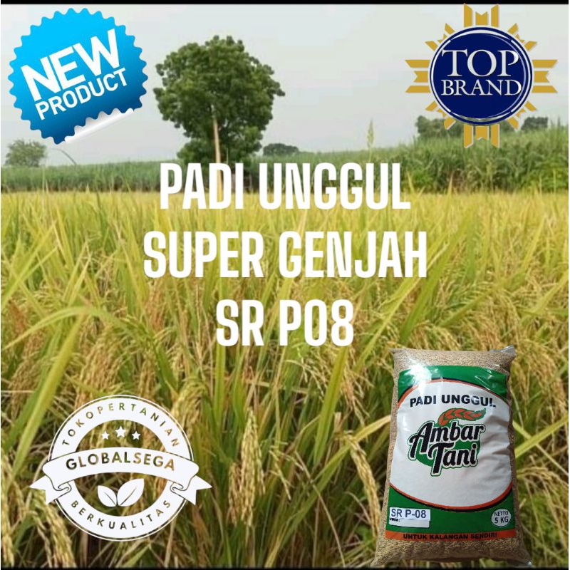 BIBIT PADI benih padi sr p08 ultra genjah 5kg PREMIUM