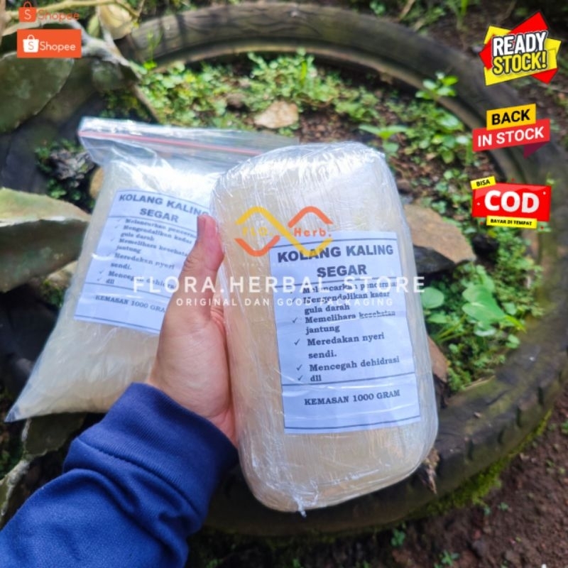 

Kolang kaling segar | kolang kaling super bersih dan enak