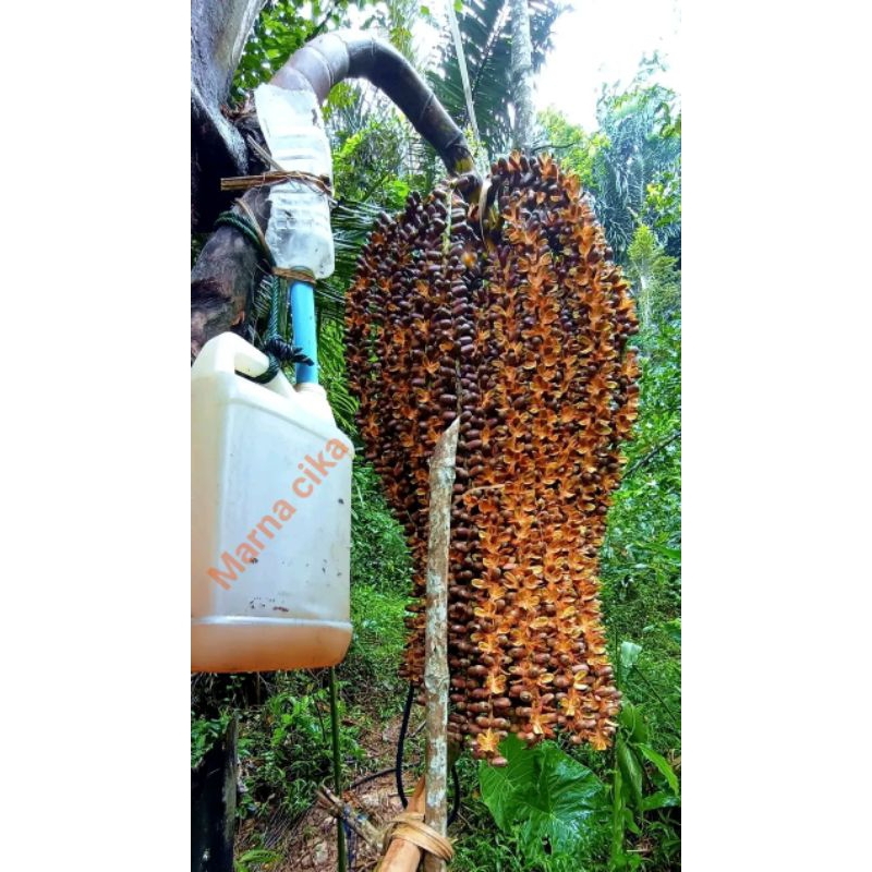 

Air Nira aren atau lahang asli liter langsung dari pohon nya pengambilan sendirii