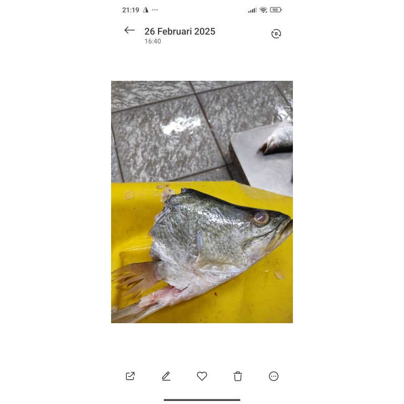 

kepala ikan kakap