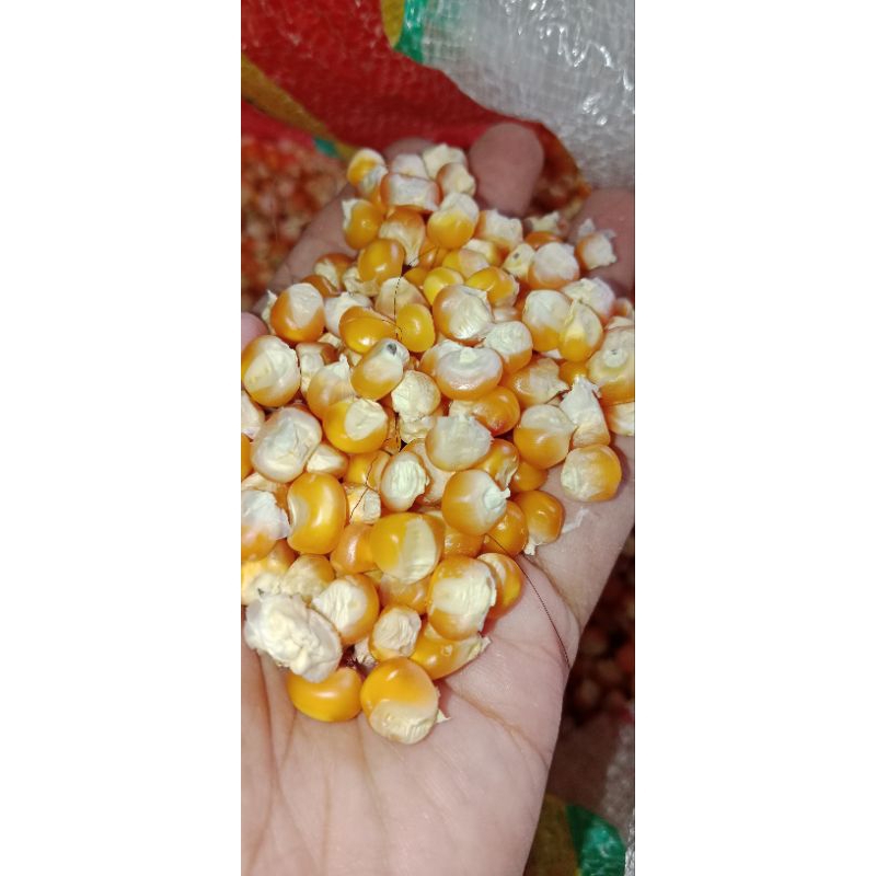 

Jagung Kering Hasil Panen Sendiri