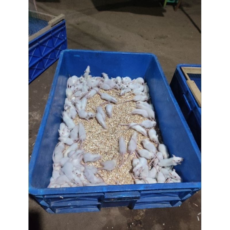 Tikus putih rat sapih