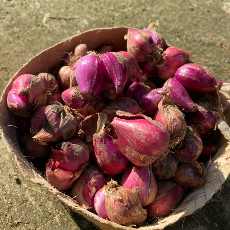 

Bawang Merah Kering (Bauci)