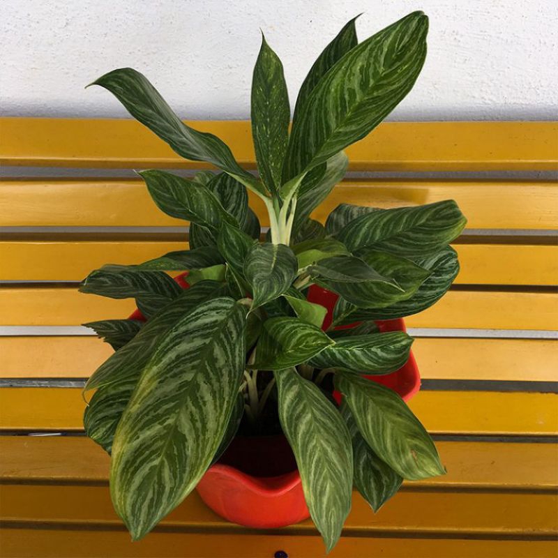 Tanaman Hias Aglaonema Commutatum