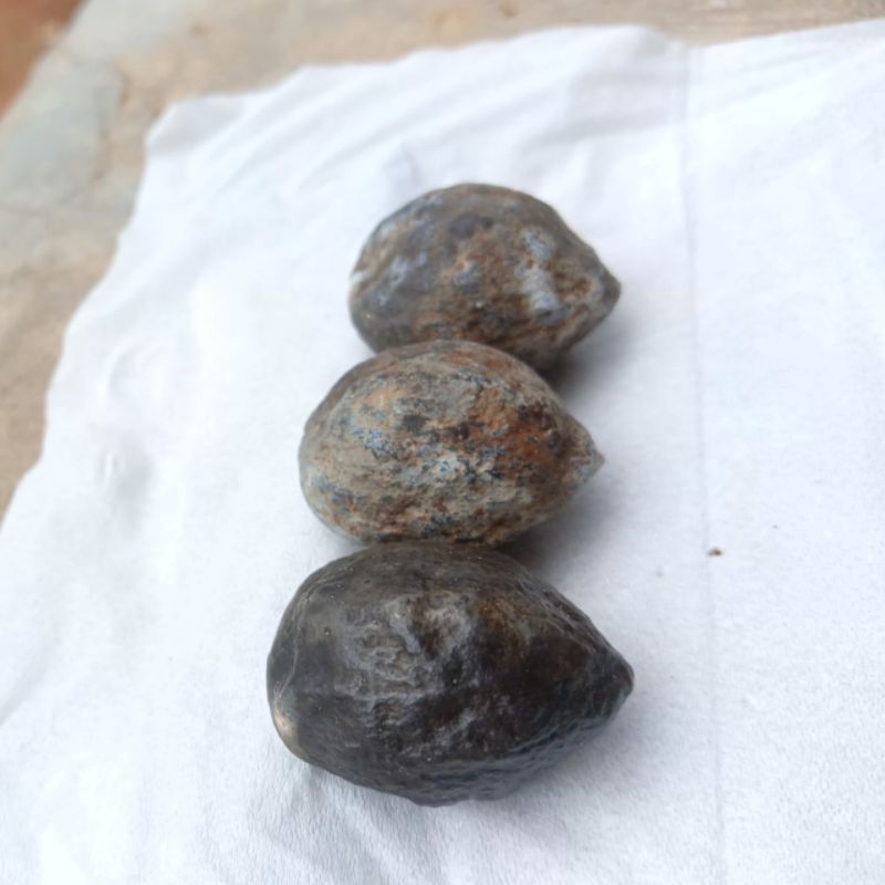 Muncang Adu gindi Asal Jawa Berkulit Tebal Kuat Dan Tahan Lama