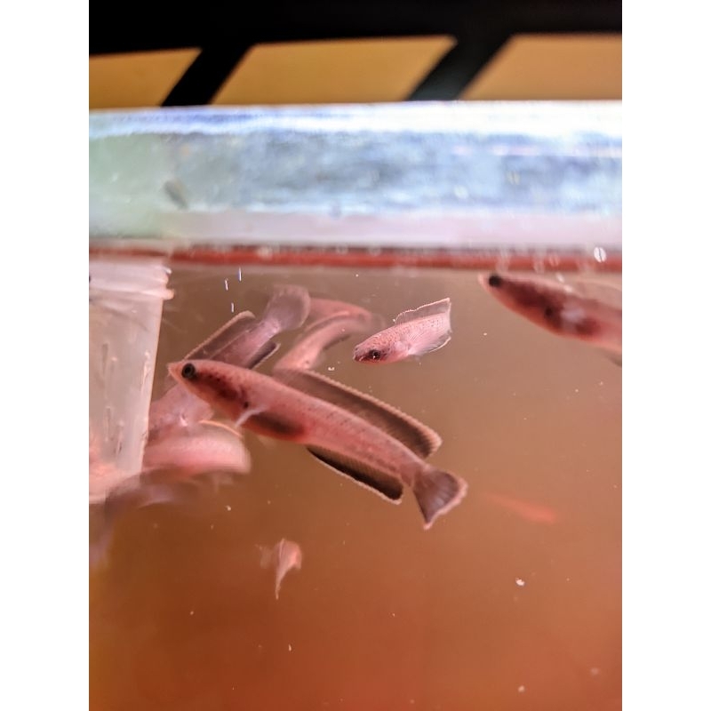 stiker Channa Limbata Rim Tebal full pelet