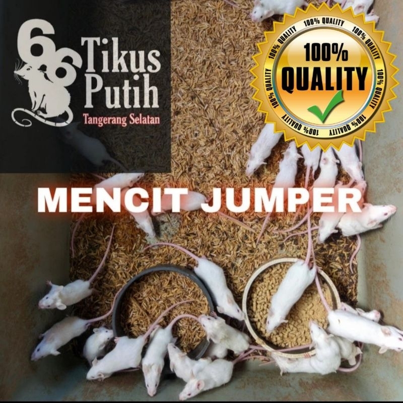 tikus putih mencit jumper