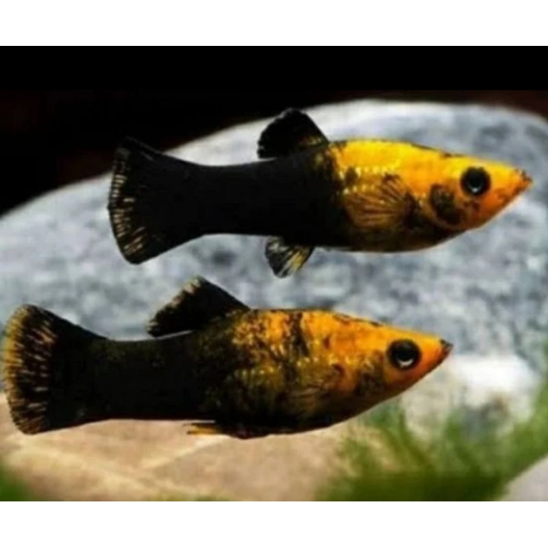

HIASAN AQUARIUM/ PLATY GOLDEN BLACK BONDOL