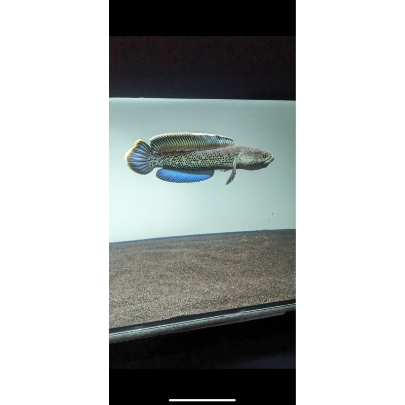stewarti