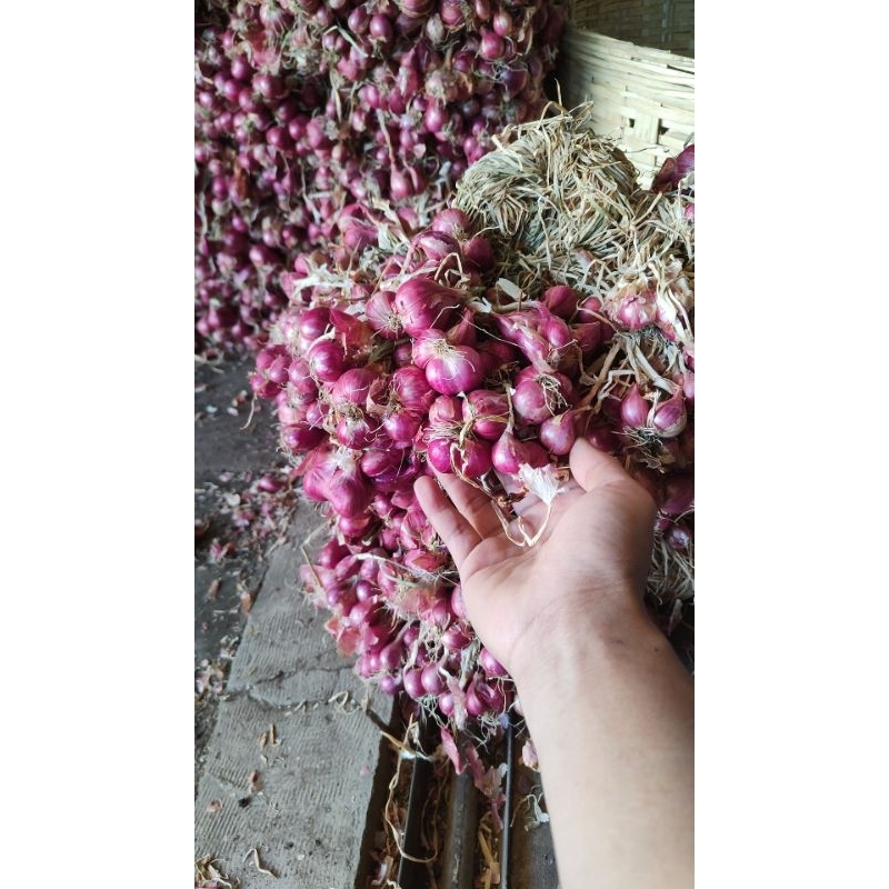 

bawang merah probolinggo