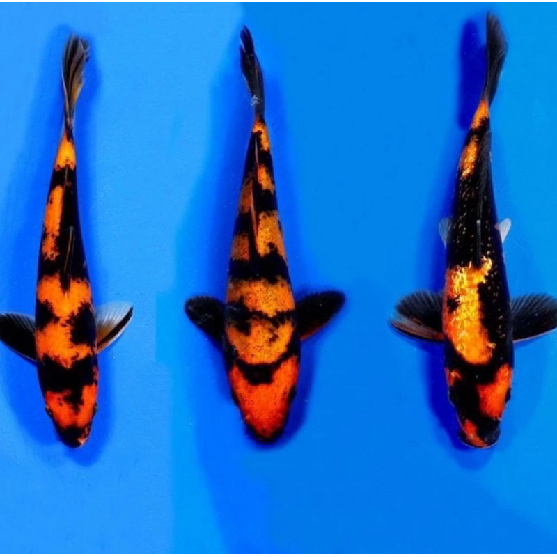 HI UTSURI PAKET 5 EKOR