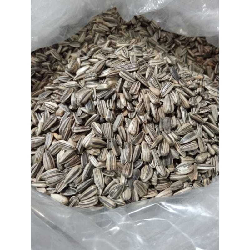

Kuaci Biji Jumbo Bunga Matahari Mentah - Sunflower Seed -Pakan Hamster - Burung Kwaci Curah Kaya