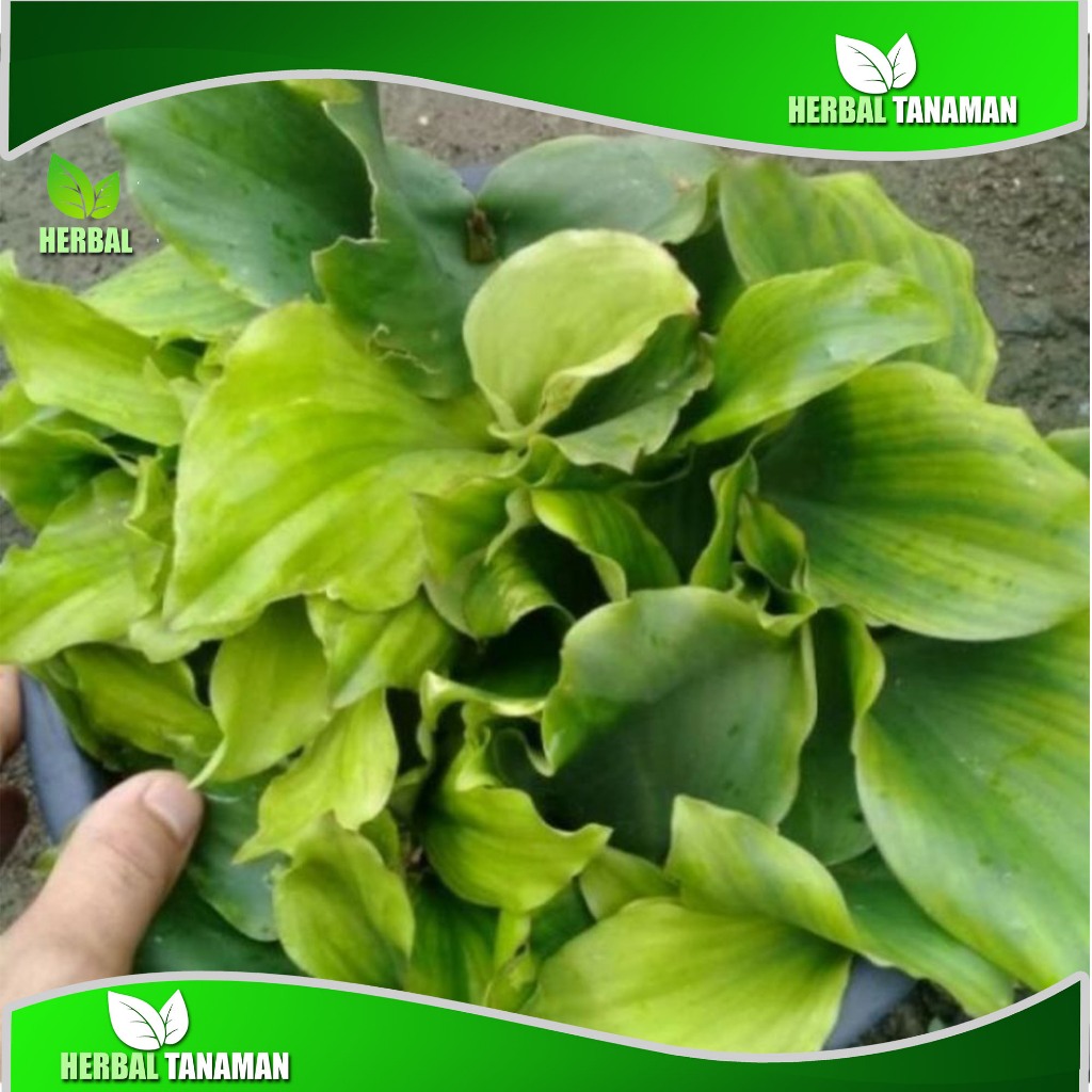 

Daun kencur rempah sayur herbal segar 100 gram fresh