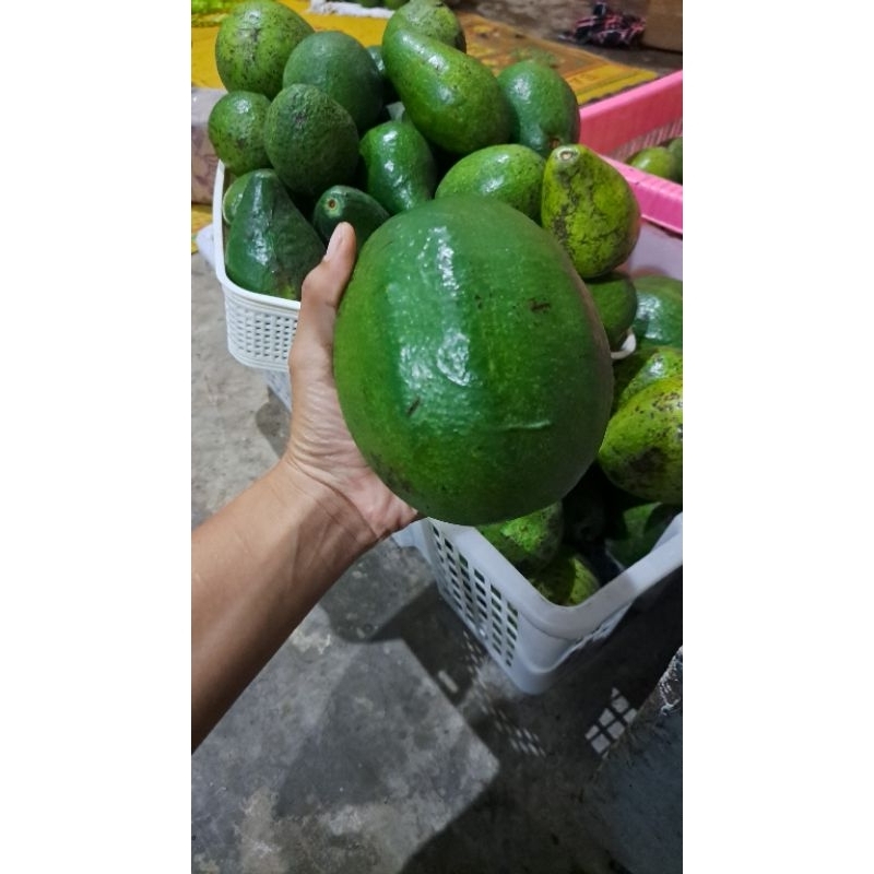 

PAKET HEMAT 2KG!! ALPUKAT KENDIL isi 3. SUPER JUMBO