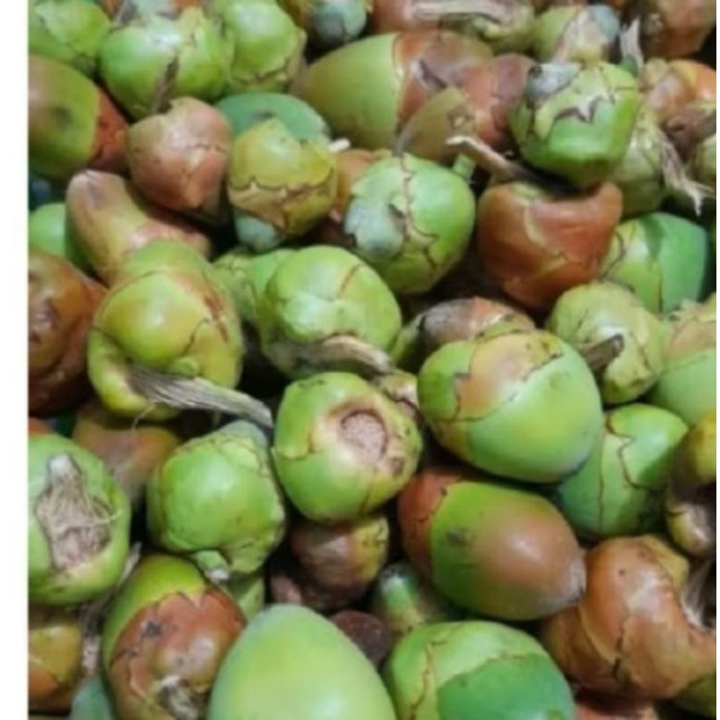 

tembeluluk kelapa segar