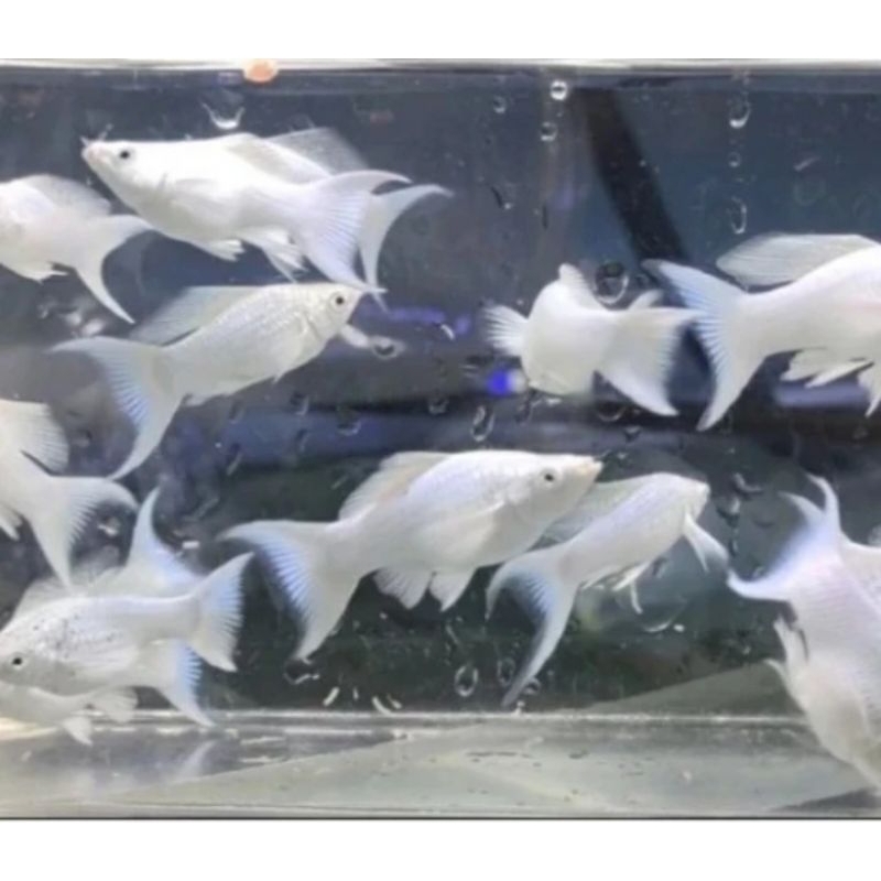 

HIASAN AQUARIUM/MOLLY PLATINUM CAWANG