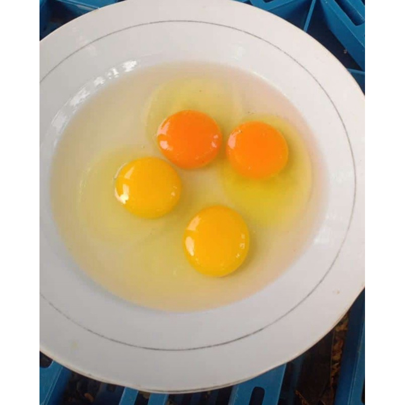 

Telur Ayam Omega 1kg