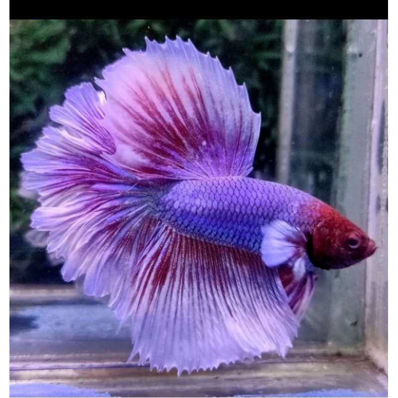 

HIASAN AQUARIUM/CUPANG HALFMOON LAVENDER