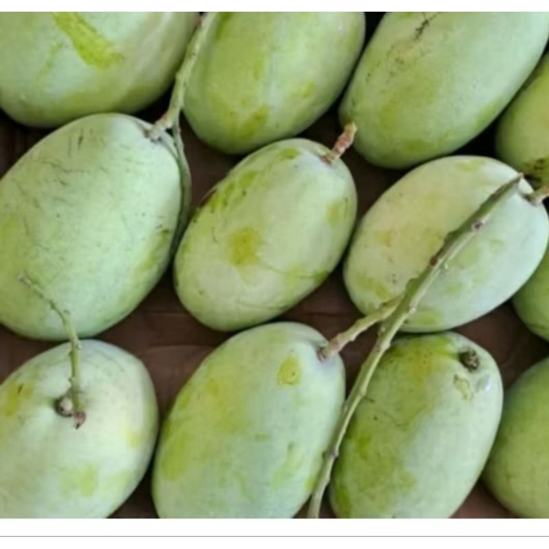 

mangga muda 1 kg