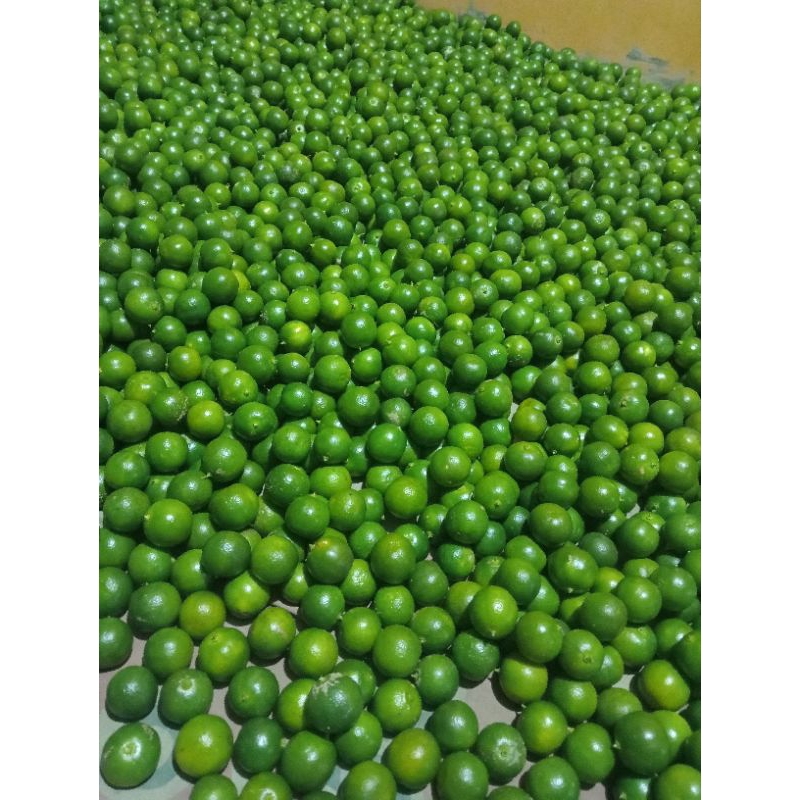 

10KG JERUK SONKIT / JERUK KASTURI /JERUK KUNCI/ukuran/sedang/hijau2