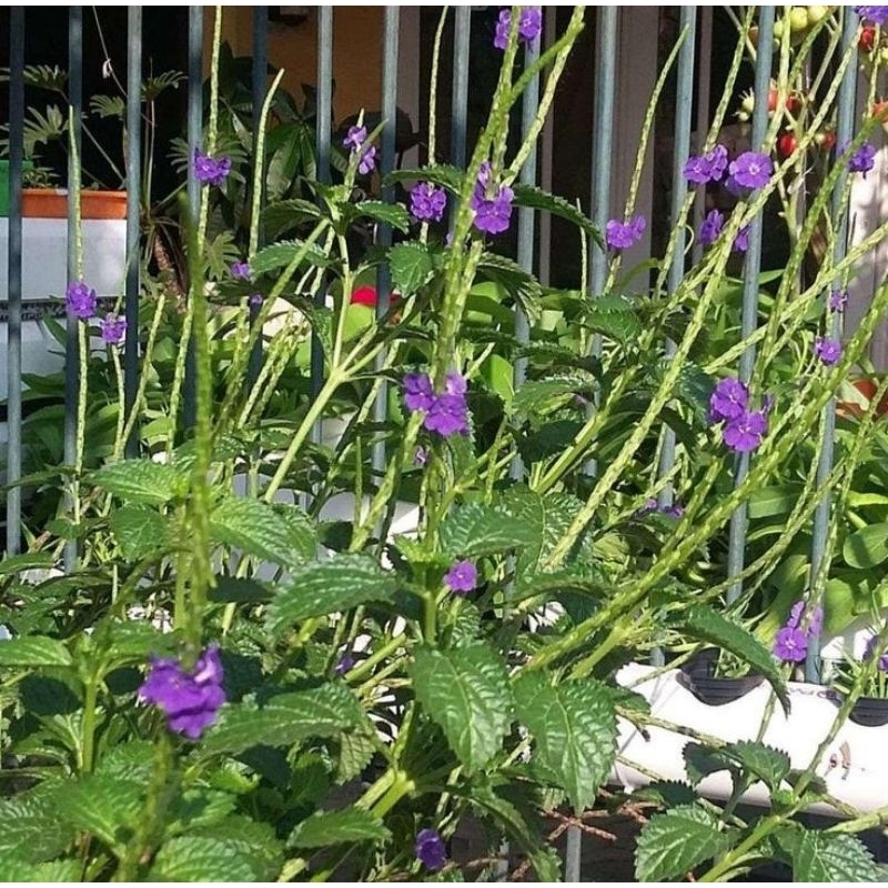 

Daun pecut kuda/daun jarongg segarr di ambil langsung bila ada orderan masuk 250gr