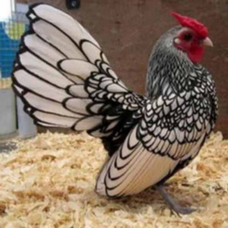 Telur Tetas Ayam Hias Serama /ayam Kate Batik Itali asli