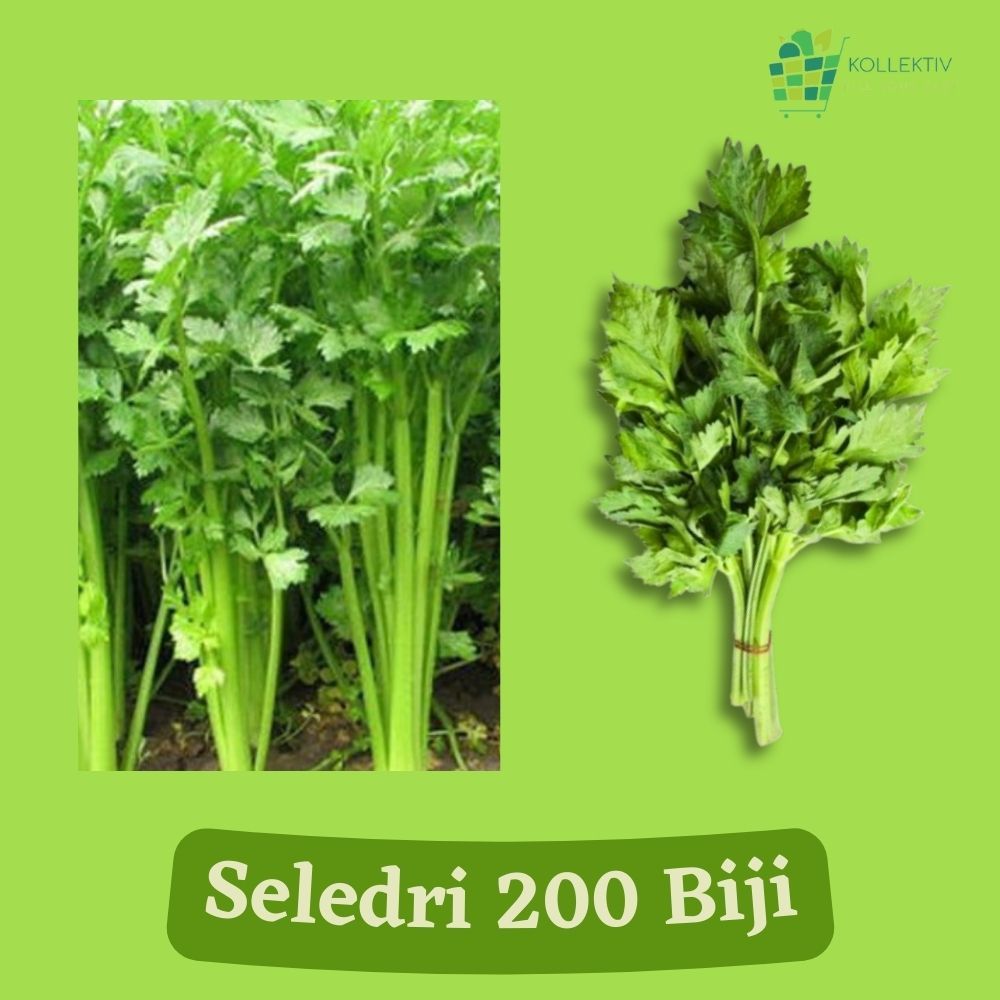 Bibit Seledri / Benih Sayuran