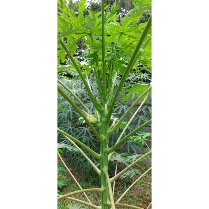 

lalapan daun pepaya muda,daun pepaya muda Fress ,mukbang lalapan terlaris