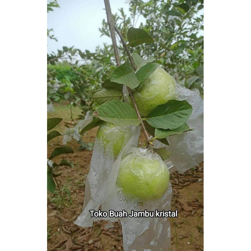 

buah jambu kristal 1 buah