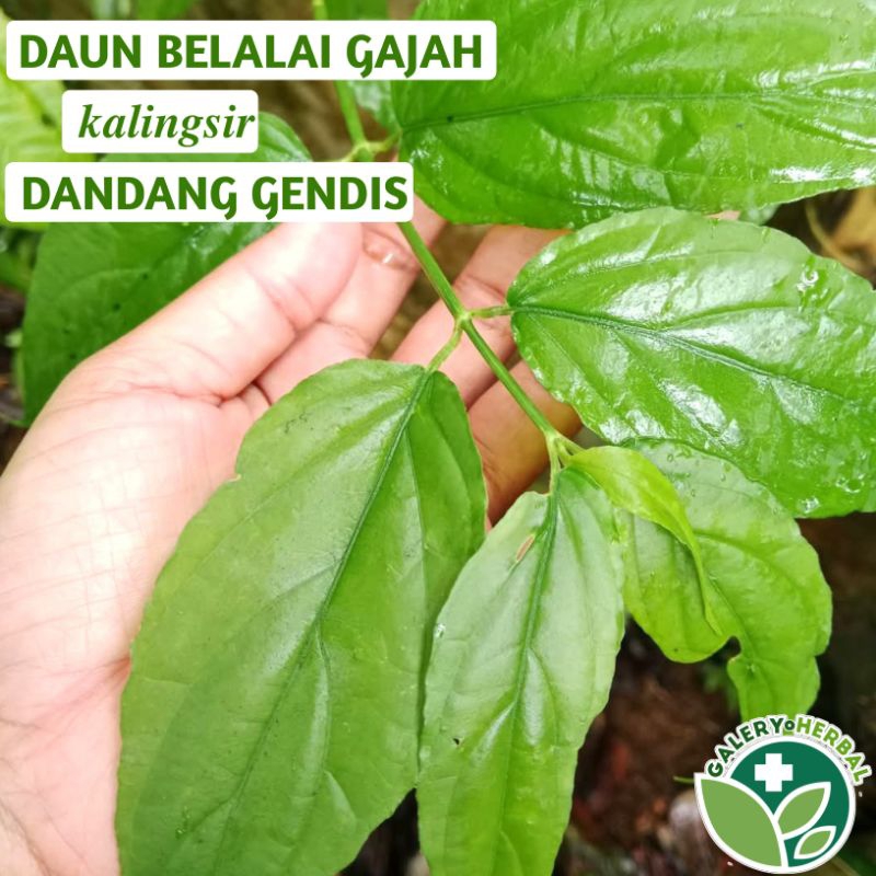 

Daun Belalai Gajah Fresh 250gr / Daun Kalingsir / Daun Dandang Gendis