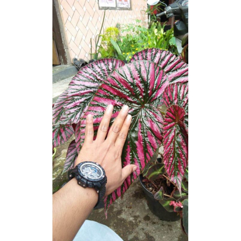 Begonia Rex Walet Tanaman Hias Begonia Rex Walet