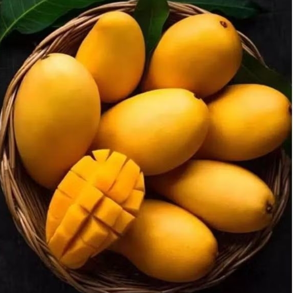

Replika / buah mangga ( kuning dan hijau 1pcs ) mainan anak / dummy / display / edukatip / hiasan / pajangan