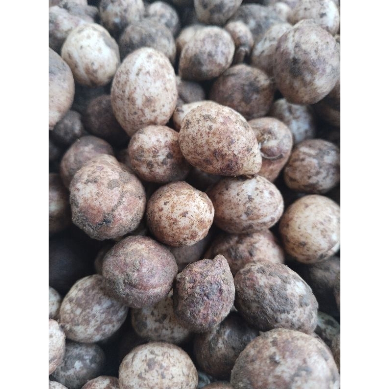 

1 kg kacang polong Bogor/kacang kapri kulit segar.