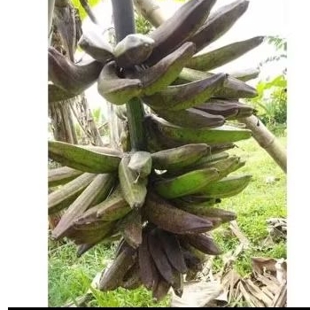 

pisang tanduk/ pisang janeng /1 pcs