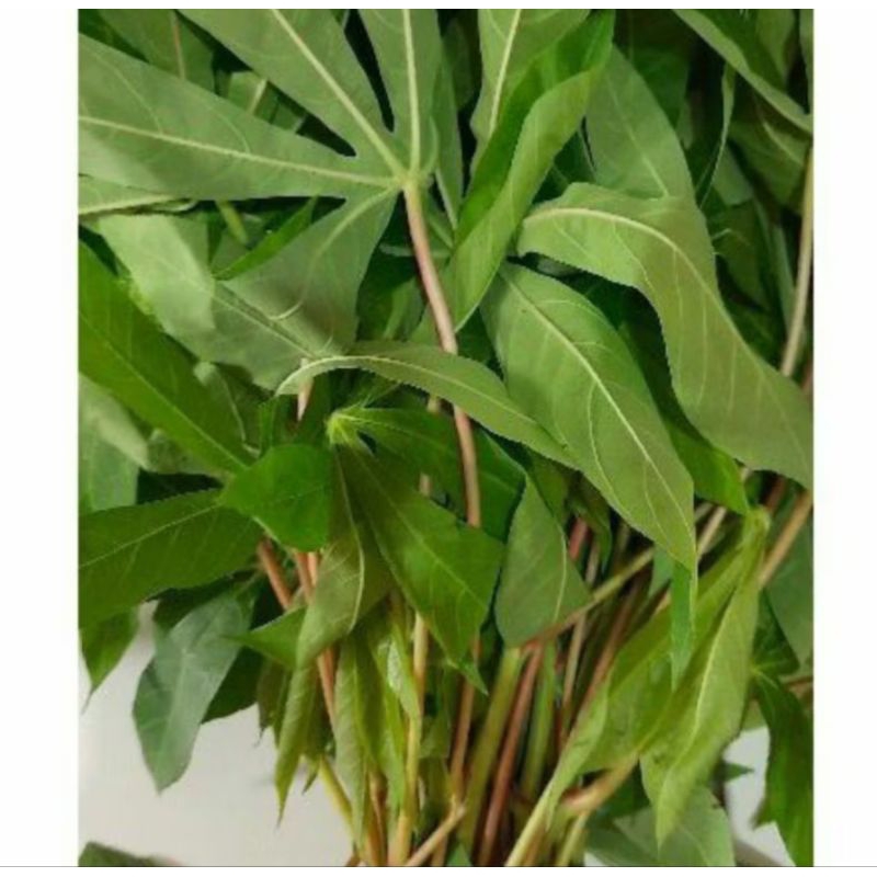 

Daun singkong muda organik fresh 1 ikat petik saat order