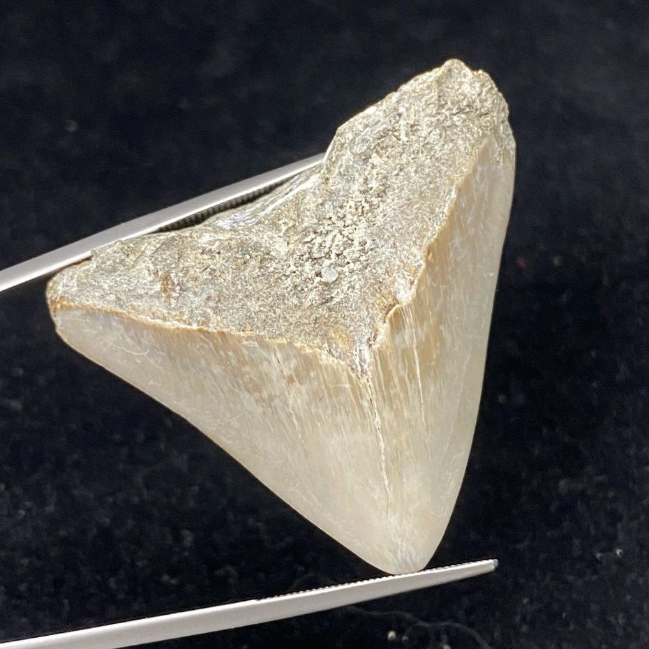 Gigi Hiu fosil batu - Fosil Gigi - Hiu Shark Tooth