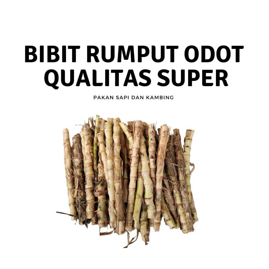 Bibit rumput odot/odot rumput/bibit odot SUPER