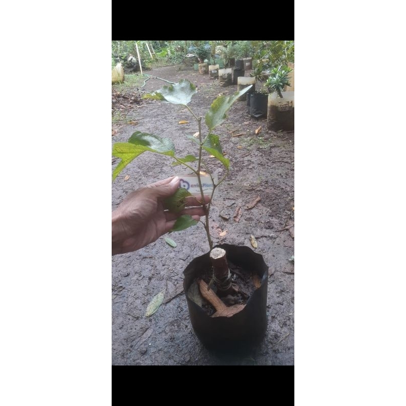 

Long White Murbei Mulberry
