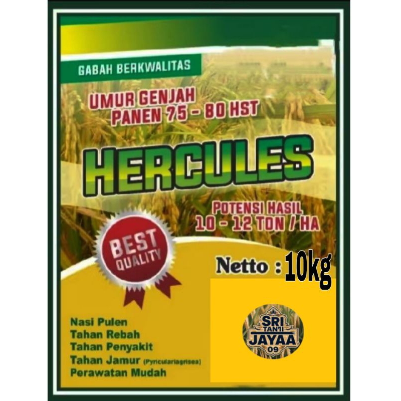 (10KG) Benih/bibit padi unggul HERCULES SUPER ORIGINAL berkualitas padi cepat panen 75-80 hst.