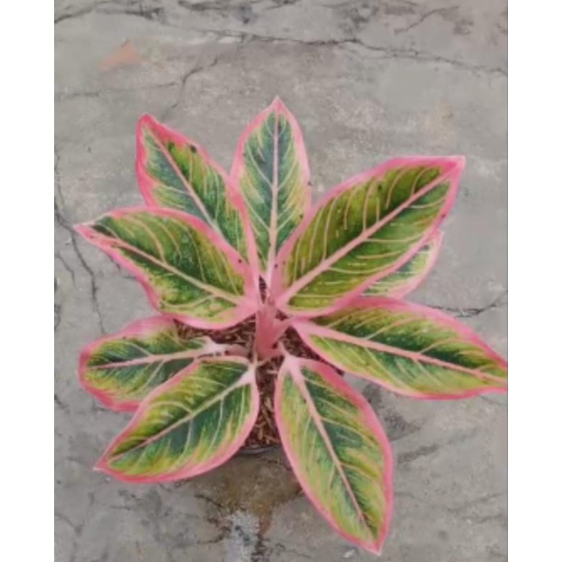 aglonema lotus delight