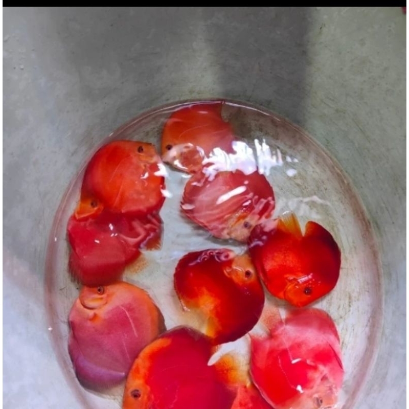 Ikan Discus Red Melon Size 4 Inc